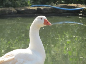 IMG_4896 (Medium)